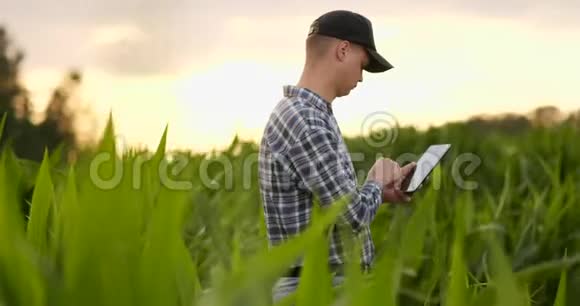 一个拿着平板电脑的农夫用镜头观察阳光照射下的玉米作物视频的预览图