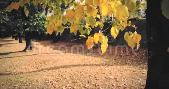 森林树木和五彩缤纷的黄红秋叶落在风和自然的背景下概念视频的预览图