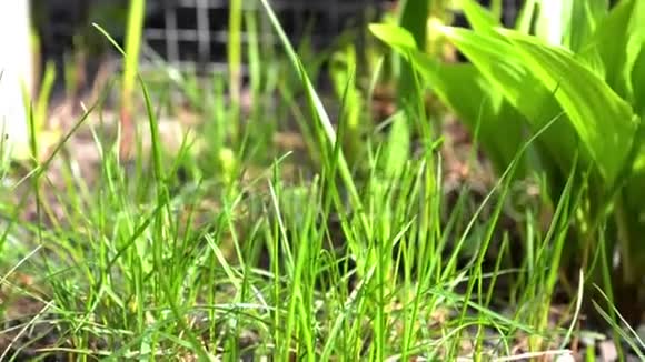 绿色的幼花和蕨类植物在花园里的春风中摇曳视频的预览图