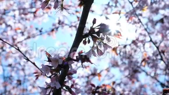 盛开的樱花迎着蓝天在春天的风中摇曳阳光透过树枝照耀视频的预览图