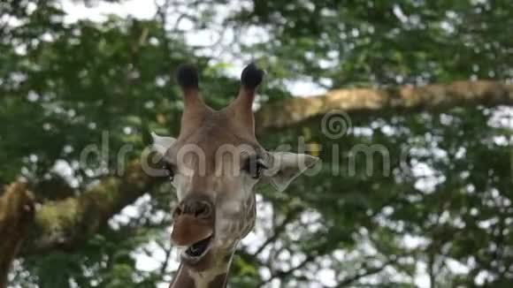 长颈鹿在动物园里吃东西和咀嚼食物时头部特写镜头视频的预览图