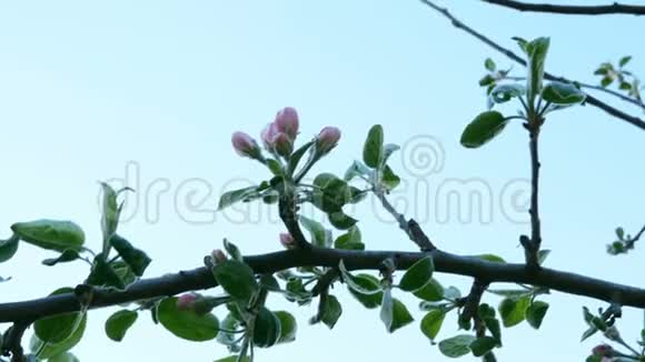 一棵苹果树的未成熟的花蕾枝条上有粉红色的花在风中摇摆视频的预览图