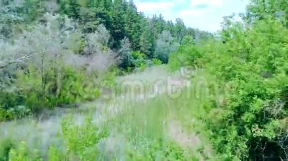 从森林中飞过树木之间的天然隧道视频的预览图