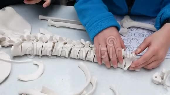 儿童学习解剖学人类学组装骨架模型视频的预览图