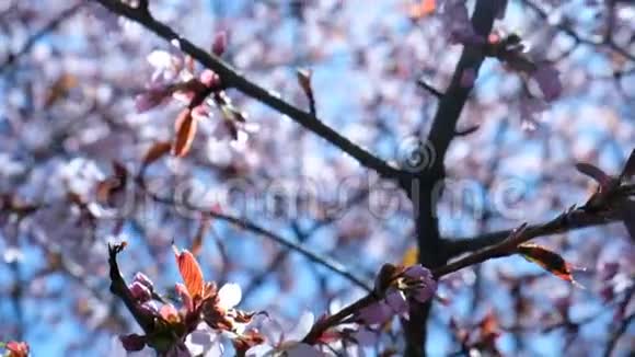 樱花枝在阳光的映衬下随风摇曳镜头移动视频的预览图