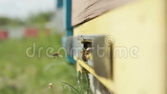 蜜蜂飞出蜂巢视频的预览图
