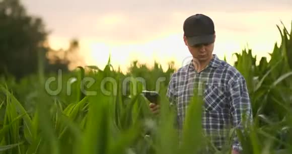 镜头耀斑一位手里拿着平板电脑的现代农民检查玉米芽分析未来的收获和产品视频的预览图