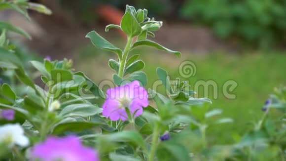 实拍1080p慢动作高品质视频的花园花坛百合花视频的预览图