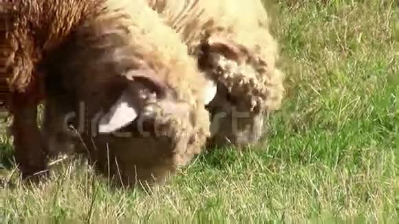 吃草时放羊特写视频的预览图