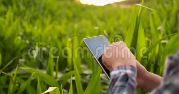 日落时分一位玉米地里的农民用一块数字平板电脑检查他的庄稼视频的预览图