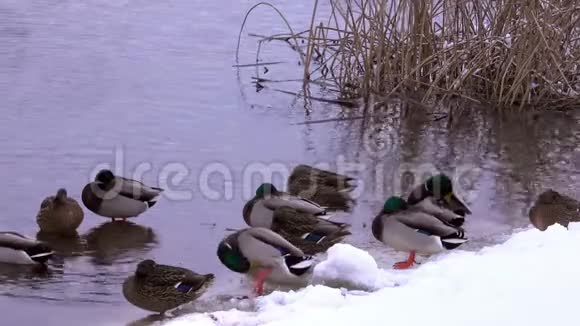 冬天在河上野鸭视频的预览图