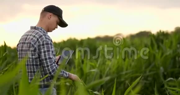 日落时分一位玉米地里的农民用一块数字平板电脑检查他的庄稼视频的预览图