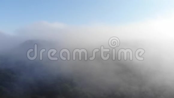 云外森林的顶端视频的预览图