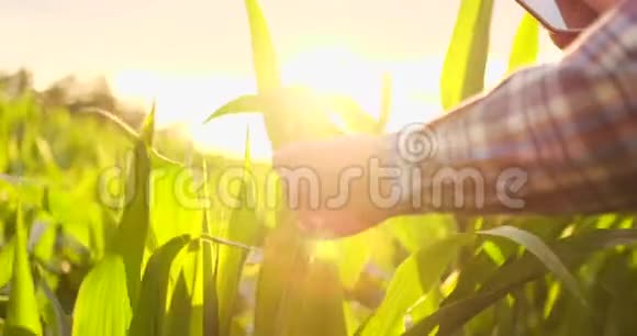 一个拿着平板电脑的农夫用镜头观察阳光照射下的玉米作物视频的预览图