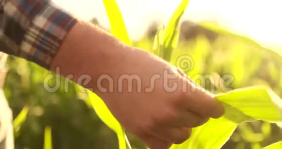 农民农学家日落时分光秃秃的空田里拿着平板电脑认真自信的人用现代技术视频的预览图