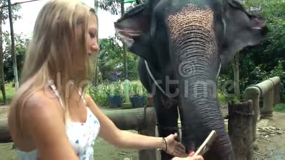 女游客喂食大象视频的预览图