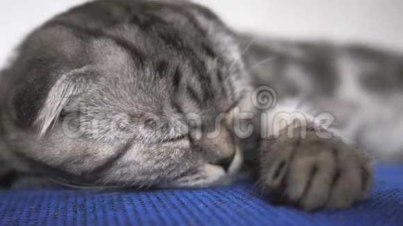 快乐的猫躺着睡觉特写镜头美丽的英国苏格兰褶皱猫宠物在房间里休息漂亮的塔比猫视频的预览图