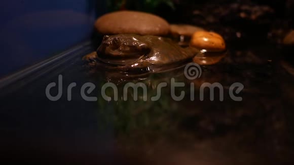 巧克力角蛙视频的预览图