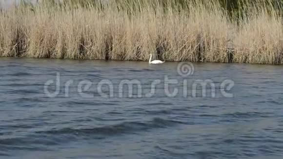 自然保护区湖上的天鹅视频的预览图