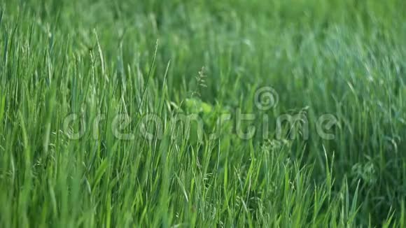 春草地上随风摇曳的绿草视频的预览图