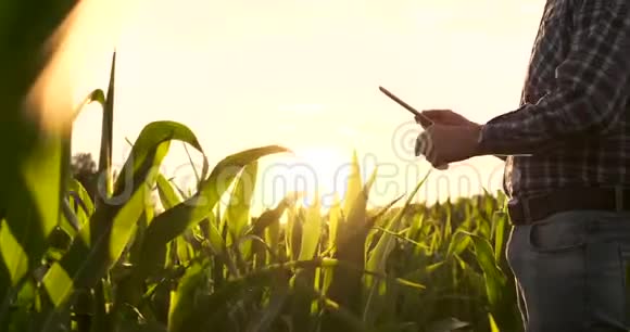 农民农学家日落时分光秃秃的空田里拿着平板电脑认真自信的人用现代技术视频的预览图