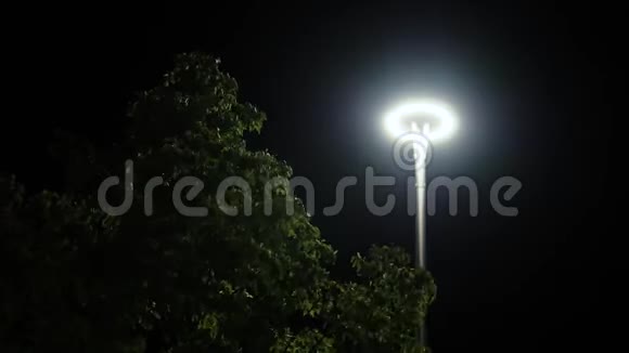 夜晚灯笼背景上的绿树库存录像树顶在微风中摆动背景是发光视频的预览图