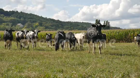 动物饲养生态养殖理念户外的一群吃青草的黑白奶牛的画像视频的预览图