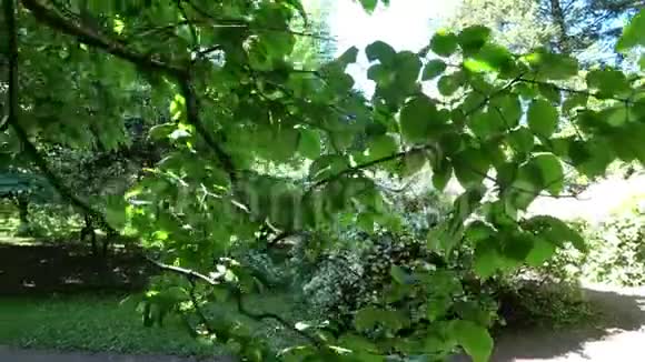 向前走过绿树镜头移过绿色植物4k视频的预览图