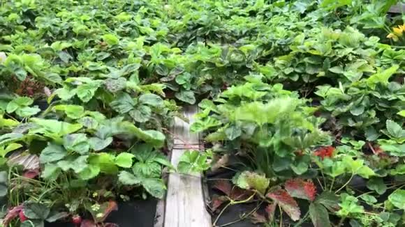 草莓成熟的情节草莓菜园视频的预览图
