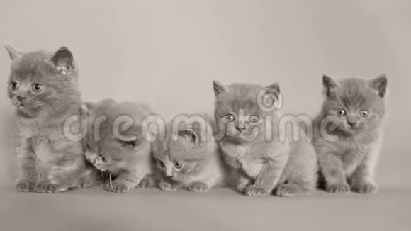 五只英国小猫孤立的白色背景视频的预览图