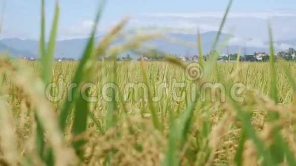 黄水稻田和黄金稻穗秆准备收割有机稻稻田准备收割视频的预览图