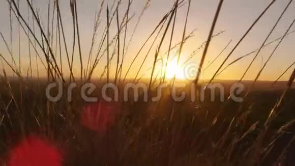 日落和草地视频的预览图