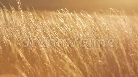 日落时的麦田视频的预览图