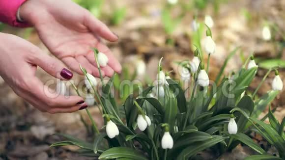 森林里的雪花特写镜头雌性手划着白色的小花蕾早春视频的预览图