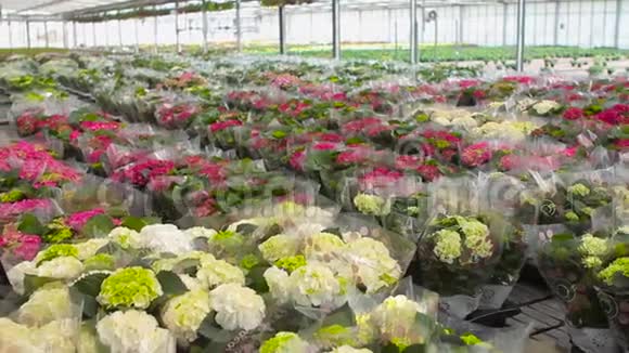 现代植物温室的全景包装中开花植物全景现代温室视频的预览图