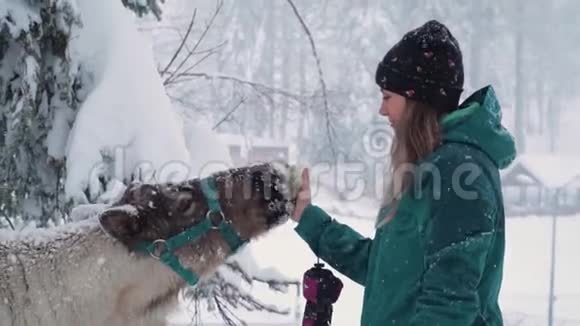 滑雪场娱乐活动冬林中妇鹿女人喂鹿女孩喂鹿鹿场视频的预览图