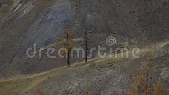 西伯利亚秋景上的两棵老树阿尔泰山谷变焦镜头视频的预览图