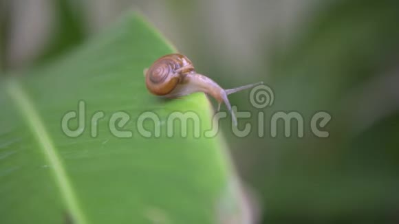 蜗牛在热带雨林的绿叶上行走视频的预览图