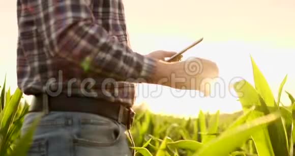 镜头耀斑一位手里拿着平板电脑的现代农民检查玉米芽分析未来的收获和产品视频的预览图