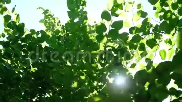 蓝天和阳光下的绿树假期性质概念夏季户外活动视频的预览图