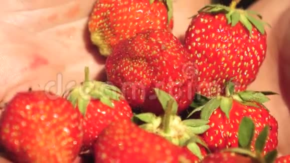 在花园里的夏天雄性手掌展示了多汁的美味草莓一个农夫的手掌上放着红色的草莓视频的预览图