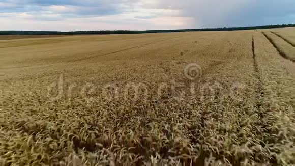 低飞过成熟小麦的耳虫视频的预览图