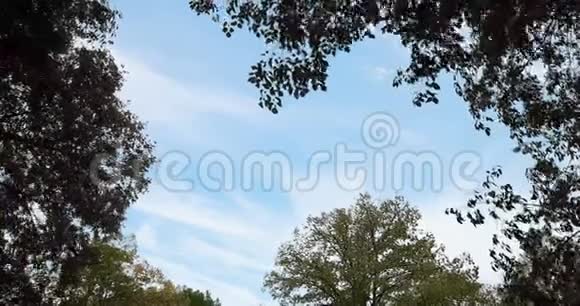 森林树木的剪影和绿春夏叶在日光下的蓝天云层和太阳耀光在森林中飞舞视频的预览图