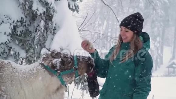 滑雪场娱乐活动冬林中妇鹿女人喂鹿女孩喂鹿鹿场视频的预览图