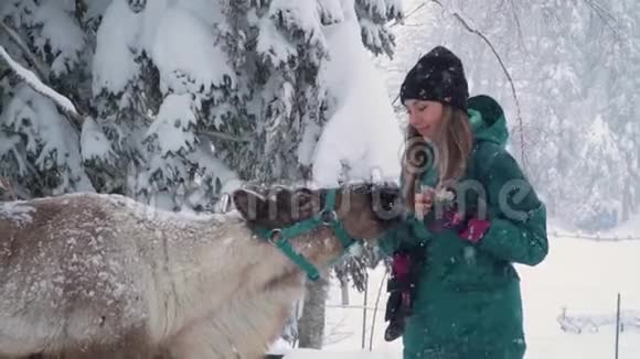 滑雪场娱乐活动冬林中妇鹿女人喂鹿女孩喂鹿鹿场视频的预览图