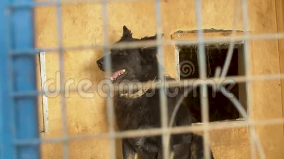 一只狗在动物收容所的笼子里视频的预览图