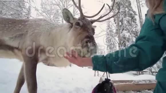 滑雪场娱乐活动冬林中妇鹿女人喂鹿女孩喂鹿鹿场视频的预览图