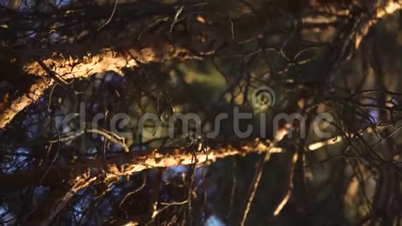 日落时分树冠上的镜头移动视频的预览图