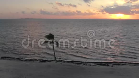 日出时热带海滩上一棵孤独的棕榈树的剪影视频的预览图