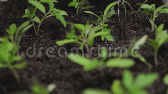 大棚苗木灌溉慢动作水溅到绿芽上温室内的幼苗视频的预览图